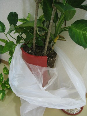 割れた観葉植物