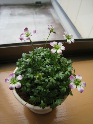雲間草