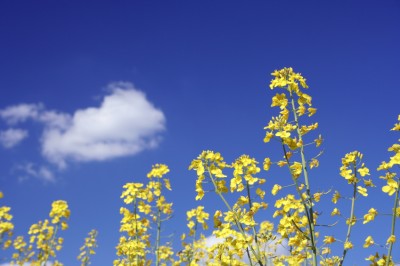 菜の花