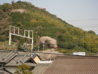 山桜
