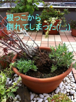 倒れた～